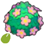 Adorable-hedge seeds