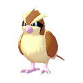 Pidgey